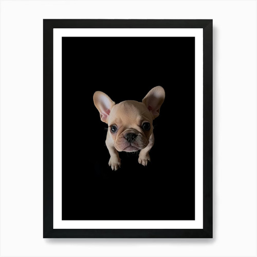 Cucciolo bulldog francese - cucciolo,