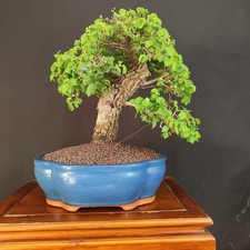 BONSAI  DI OLMO CAMPESTRE