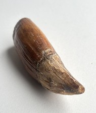 Dente di orso delle caverne