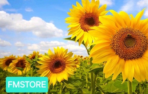 Girasole gigante sunflower - gigante,