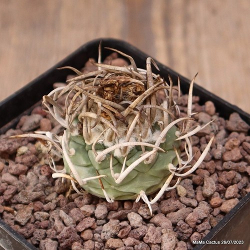 C7295 turbinicarpus schm - c7295,