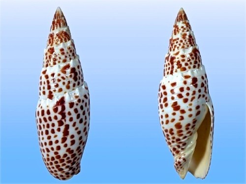 Mitridae mitra papalis - mitra,
