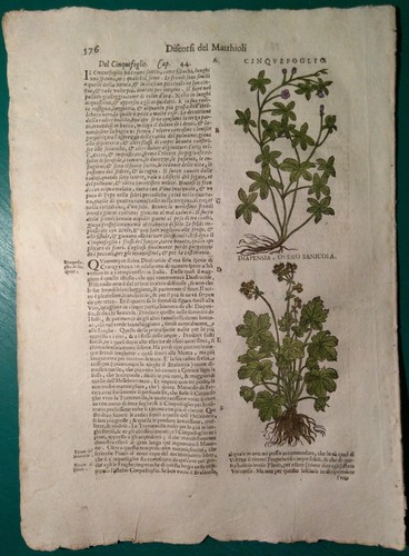 Stampa antica erbario mattioli - antica,