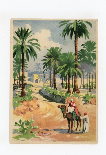 Cartolina oasi tripoli - di, s