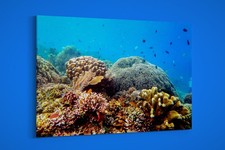 Artographie - Corallina -