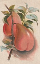 C4- Cp Cartolina Illustrata Fiori Natura Morta Pere - Fp Nvg