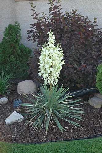 Yucca glauca sapone - yucca,
