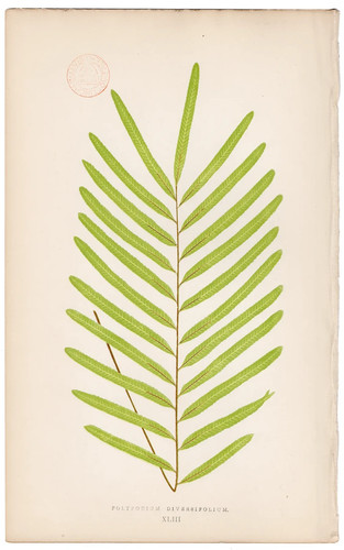 Antica stampa botanica 1872