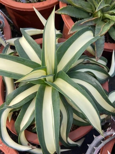 Agave desmetiana variegata - agave,