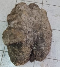 Radica di ulivo  (Burls