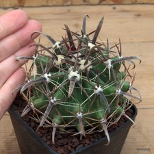 Ferocactus horridus Vaso 8 cm