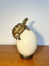 Taxidermy Skull, Cabinet De Curiosités: Testudo horsfieldii, Su Uovo Di Struzzo