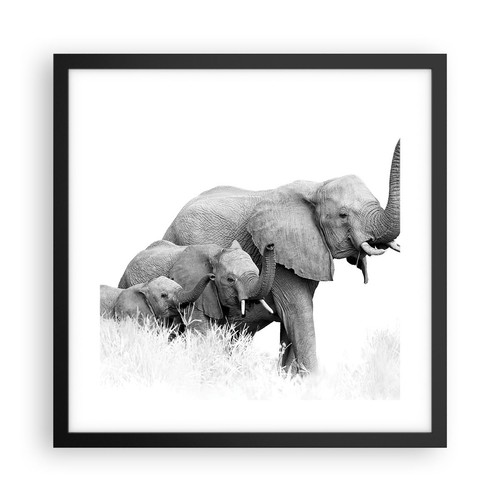 Poster 40x40cm elefanti - poster,