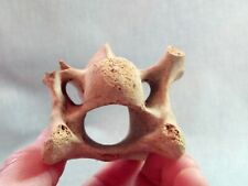 LOTTO 31 grandi ossa VERTEBRE CERVICALI di EQUUS fossili Pleistocene (Italia)