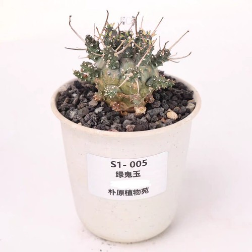 Rara boutique euphorbia - boutique,