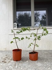 Pre Bonsai di Acero Campestre