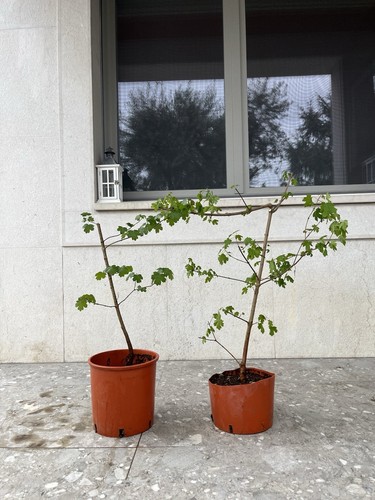 Pre bonsai acero campestre - pre,