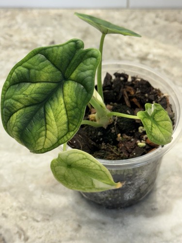Alocasia variegated dragon - alocasia,