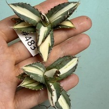 2PCS Rare Cacti Agave titanota
