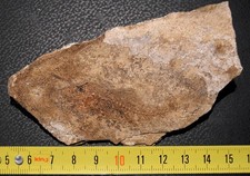 Pesce: Dapalis macrurus, Oligocene, Stampiano, bacino di Cereste.