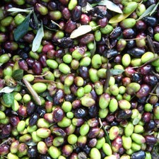 Olea europea cv CORATINA - Olivo | Olivo