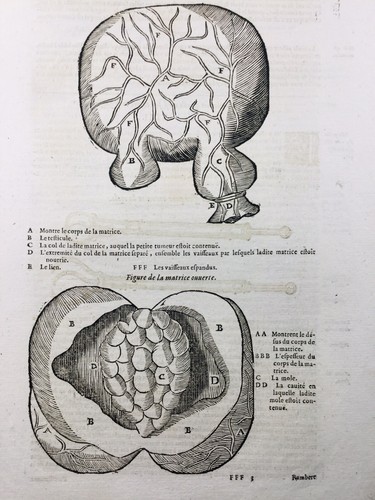 Ginecologia 1614 ostetricia - ginecologia,