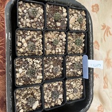 Copiopoa Cinerea Mont Perales