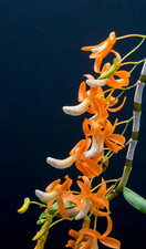 Dendrobium unicum