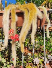 ??Vaso Ø 9 Cm HILDEWINTERA COLADEMONONIS Coda di Scimmia ???️❤️+Omaggio