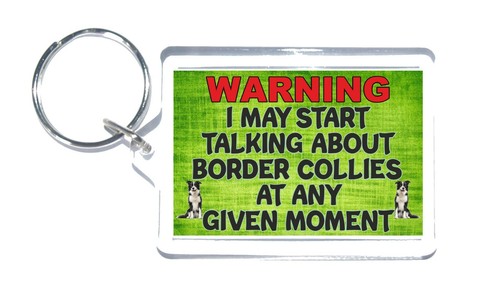 Fun border collie - fun,