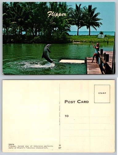 Cartolina flipper dolphin show - cartolina,