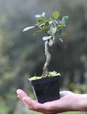 Prebonsai Quercia  ( 55)