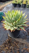 Aloe polyphylla / Aloès