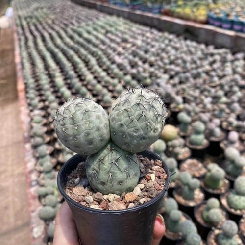 Cactus vivo 3 teste - cm,