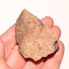 Ankylosaurus Scute Fossile di