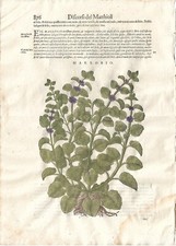 Stampa antica MATTIOLI