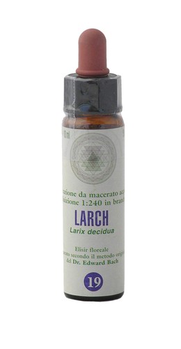 Larch princeps fiori di - larch,
