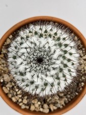Mammillaria formosa subs