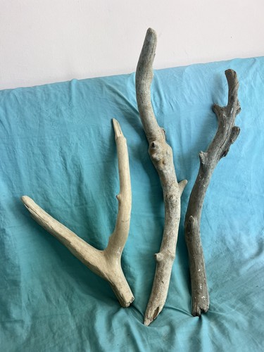 Legni mare decorativi - legni,