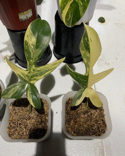 Philodendron florida beauty - florida,