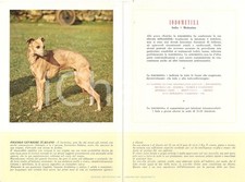 1956 MILANO Laboratori