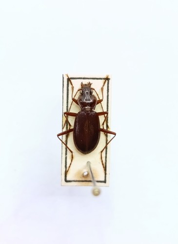 Entomology taxidermy - taxidermy,