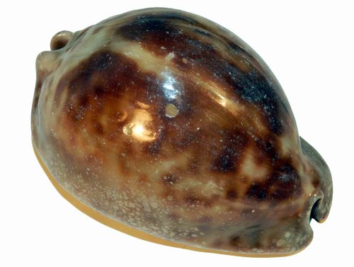 Cypraea stercoraria 75 - cypraea,