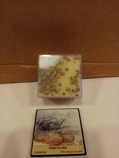 Fossile Di Orbitolina 100