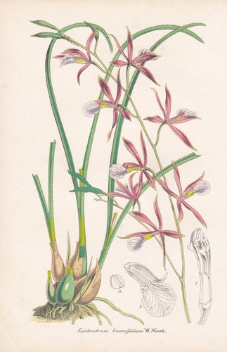 Epidendrum linearifolium - epidendrum,