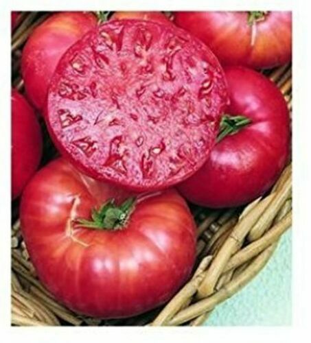 Pomodoro cherokee purple 50 - pomodoro,