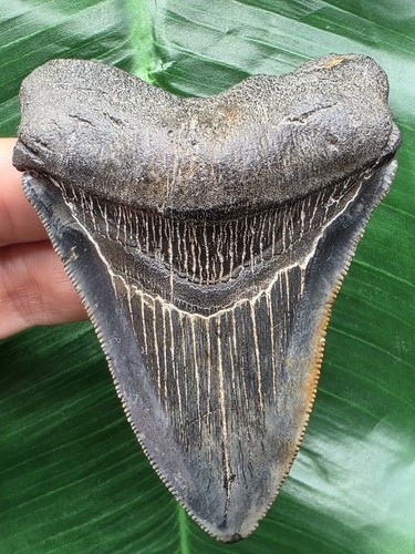 Dente megalodonte 8 - megalodonte, cm
