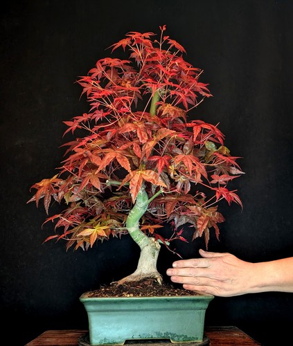 Bonsai acero rosso - di,