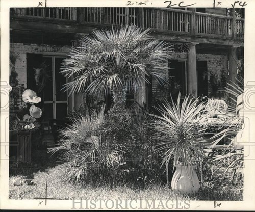 1965 stampa foto alberi - foto,