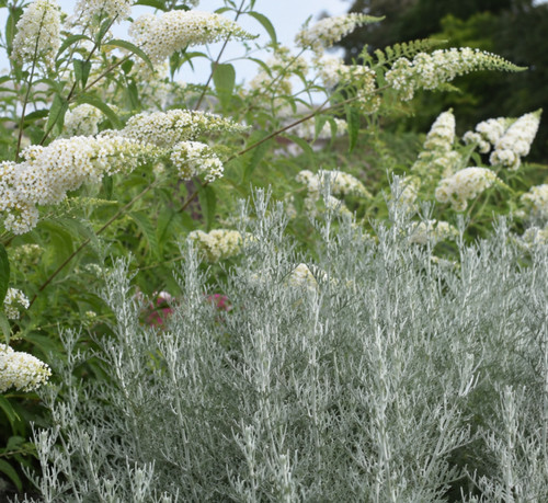 Set piante artemisia - 🌿,